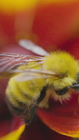 Bumble bee insect macro on a flower