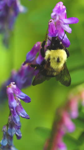 Bumble bee insect macro on a flower