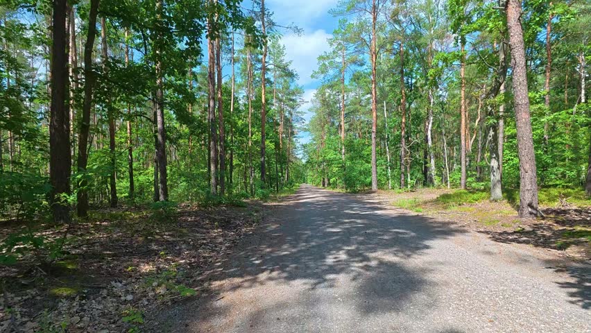 Forest trail winding through pine woodland on sunny summer day. Bicycle POV.