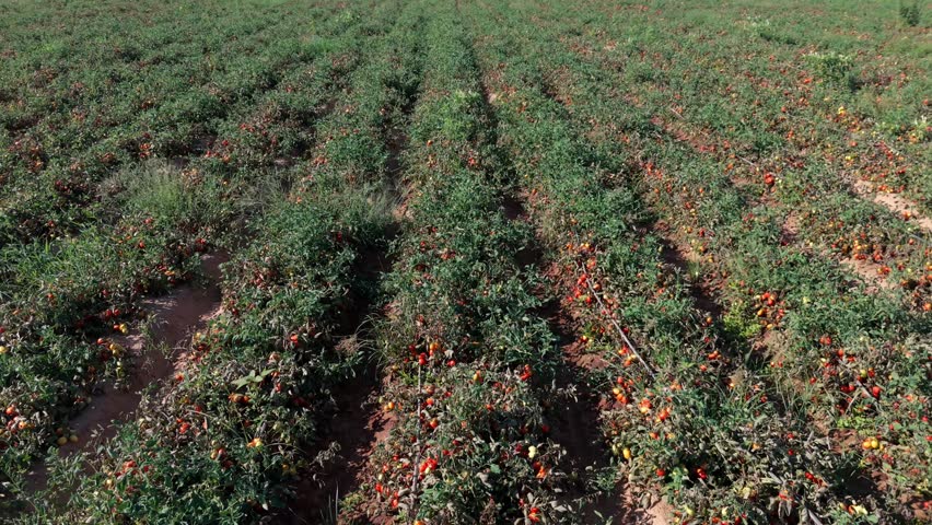Aerial dronie shot pulling back and ascending over a vast ripe tomato plantation field.
