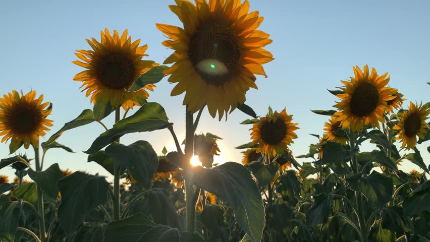 A vast field of sunflowers bathed in the golden light of sunset, with tall stalks and vibrant yellow petals reaching towards the sky