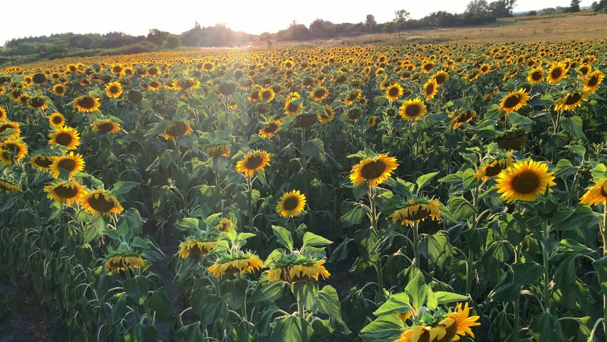 Expansive field of sunflowers under a bright sky, showcasing vibrant yellow petals and green leaves during a beautiful sunset