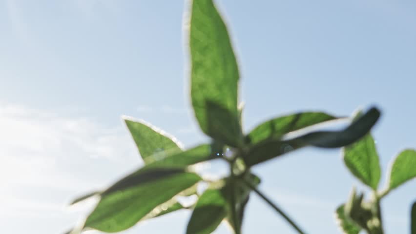 Plant leaves glow in bright sunlight on a clear day in the garden