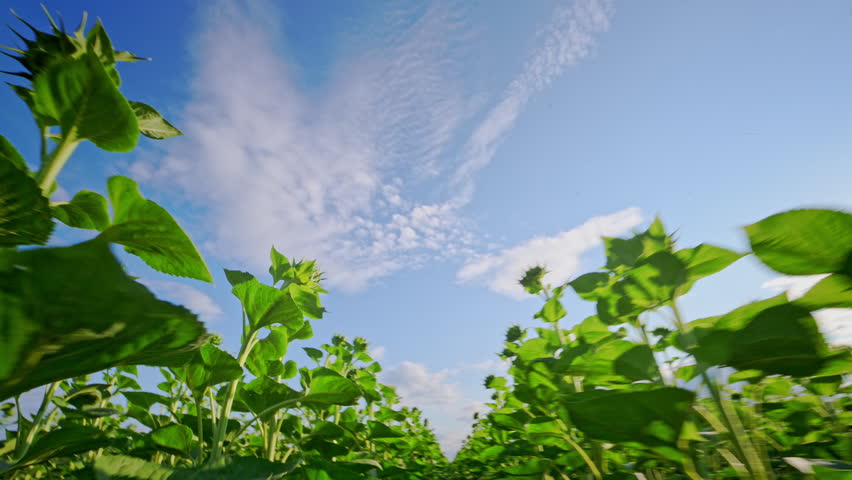 Low-angle camera moves through tall sunflower plants under a bright summer sky.