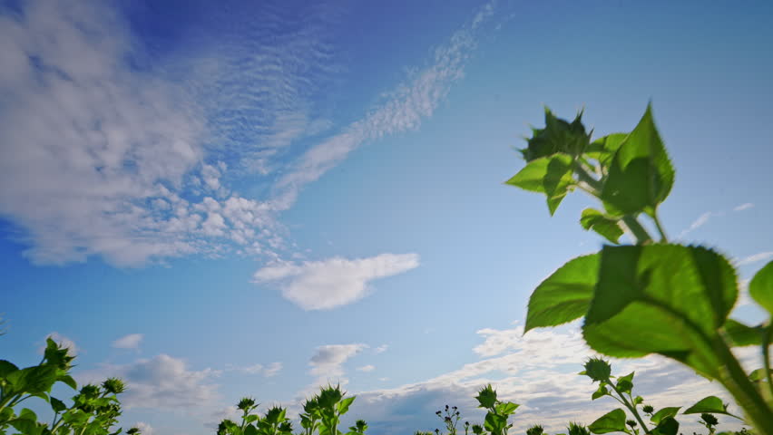 Tall sunflower plants reach toward the sun against a clear blue sky.
