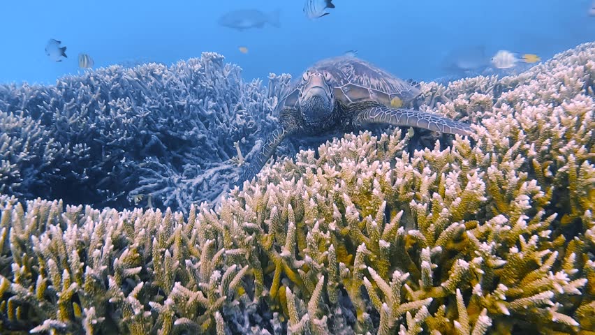 Green sea turtle resting on coral in slow motion at Heron Island on the Great Barrier Reef, Queensland, Australia.