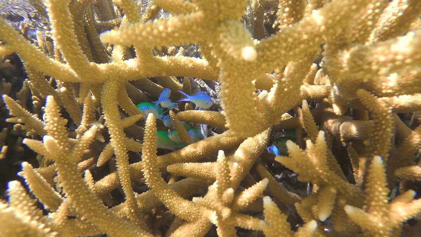 Tiny coral reef fish shelter among branching coral at Heron Island on the Great Barrier Reef, Queensland, Australia.