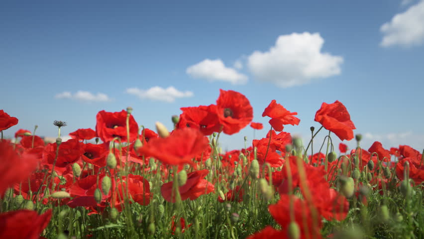 Wild red poppies bloom in a field, filmed from below with soft natural movement