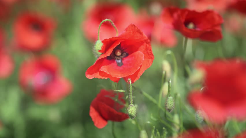 Blooming red poppies sway in a field, creating a romantic floral nature background