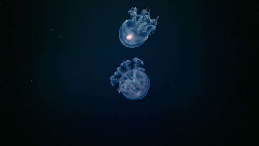 Two glowing jellyfish floating in deep blue water, mesmerizing 4K slow motion underwater footage