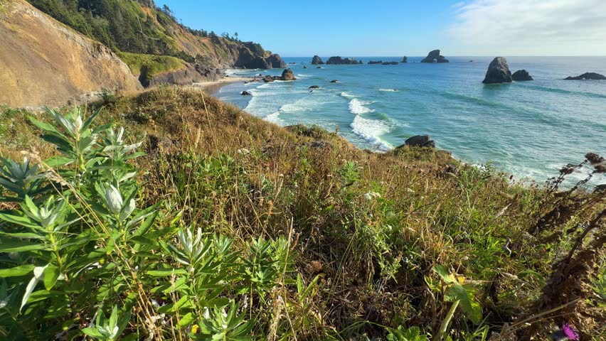 Coastal Wildflowers Overlooking Sea Stacks at Ecola State Park