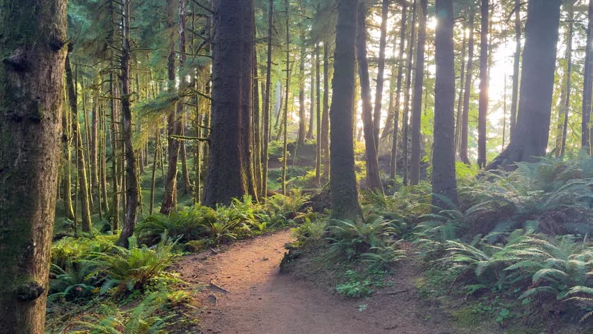 Sunlit Forest Trail Through Ecola State Park on the Oregon Coast