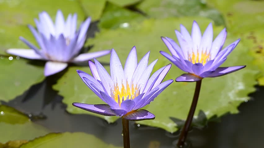 violet lotus flower in pond