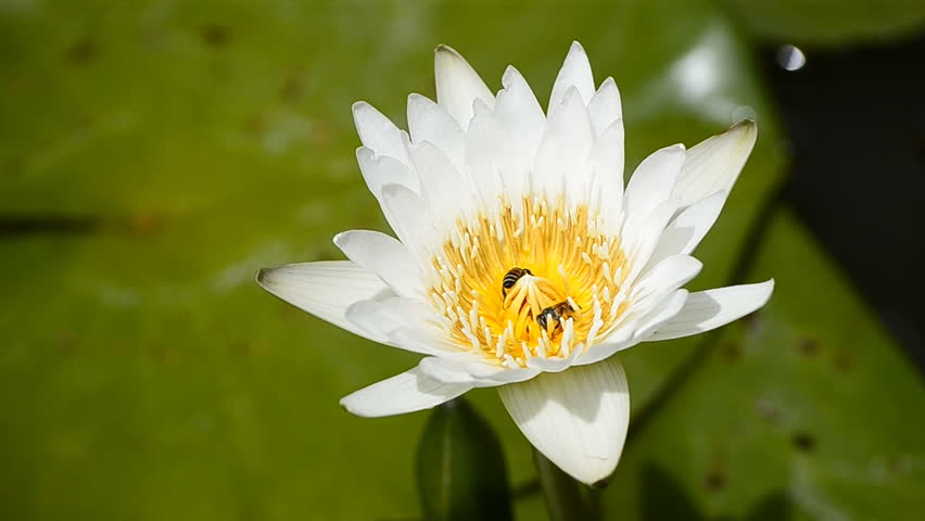 white lotus flower in pond