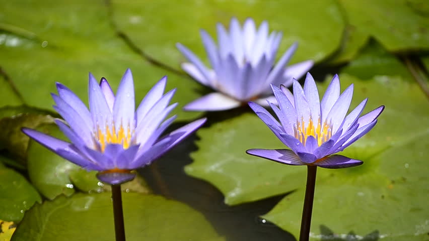 three violet lotus flower in pond