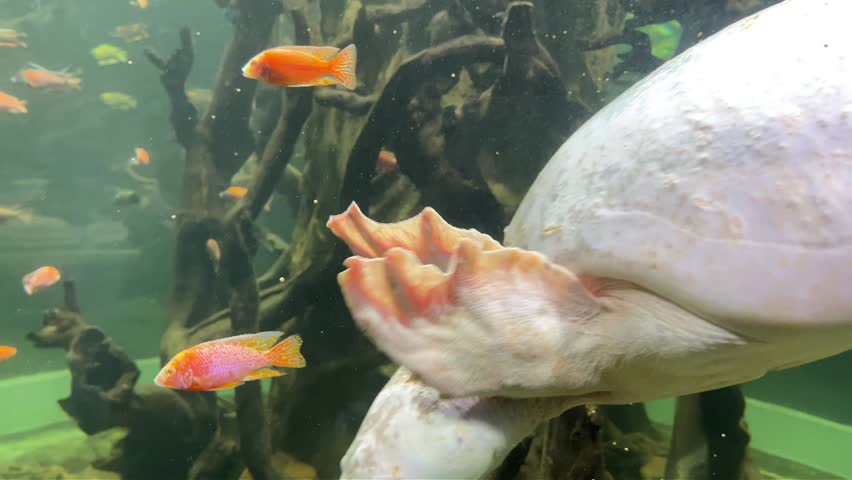 softshell turtle underwater, side view swimming,