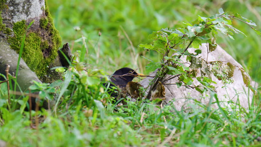 A common blackbird (Turdus merula) feeds on the forest floor in a woodland habitat - close up