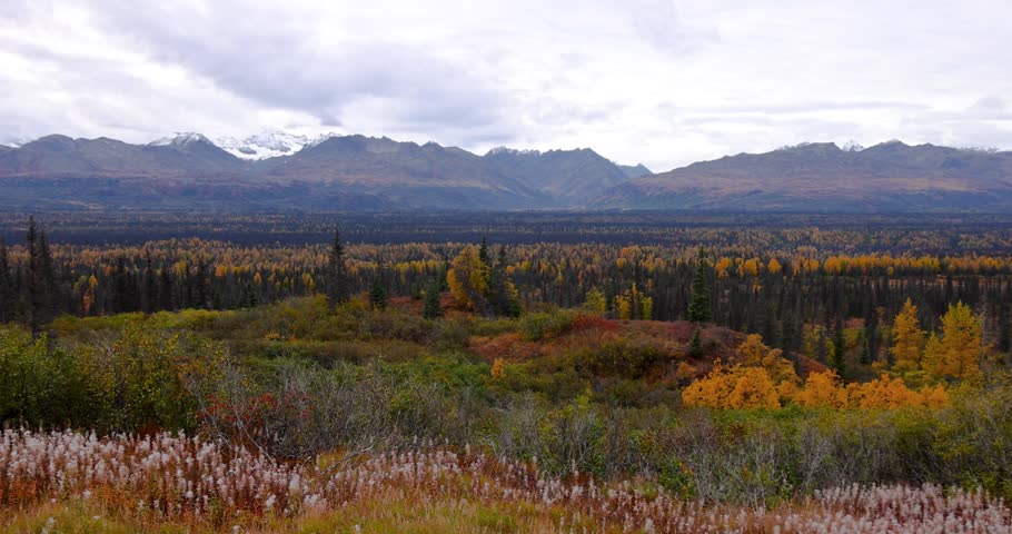 Colorful Alaskan wilderness landscape during autumn with snow capped mountains in the background.