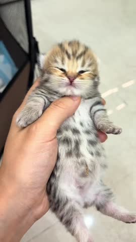 Close-up of a human hand holding a very small, newborn tabby kitten with closed eyes and its tongue sticking out, showcasing its cute, fuzzy texture.