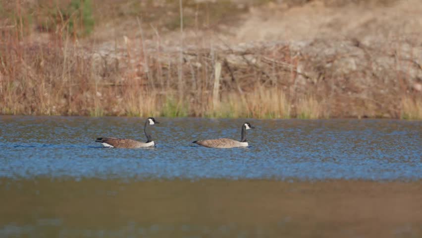 Canada Geese Flight: Two Wild Geese Flying Low From Left to Right Over a Scenic Lake