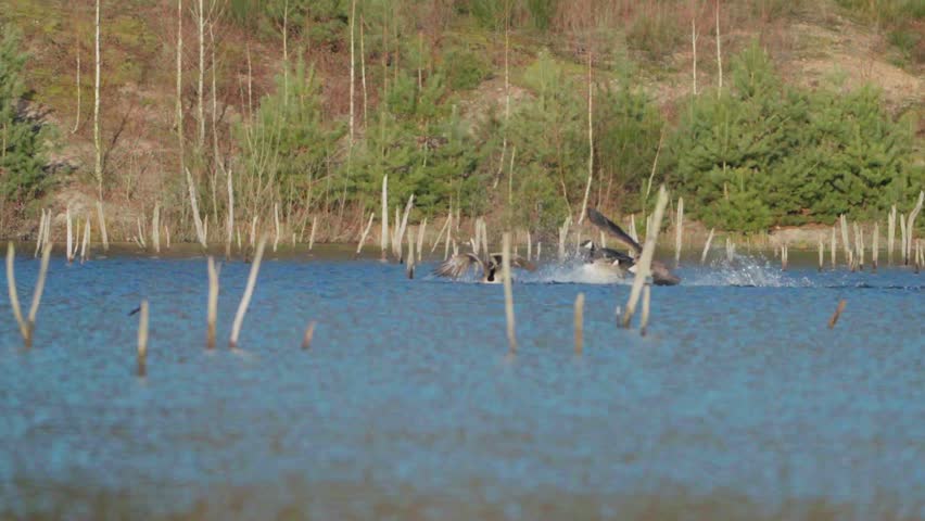 Canada Geese Flight: Two Wild Geese Flying Low From Left to Right Over a Scenic Lake