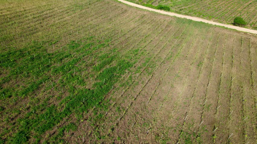 Aerial footage reveals a small pond amid green farmland and olive groves in a Sicilian valley.