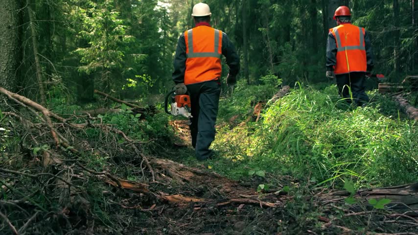 Two woodcutters walking through a forest to work, carrying equipment and heading toward a logging area, showcasing forestry work, outdoor labor, and rural life.