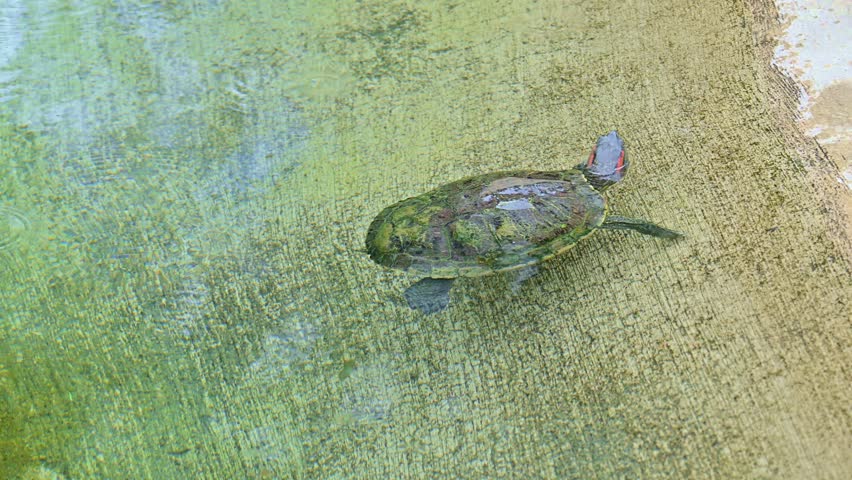 Red-eared slider turtle swimming underwater in the pond
