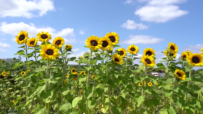 A picturesque field of sunflowers swaying under a clear summer sky,A picturesque sunflower field under summer sky