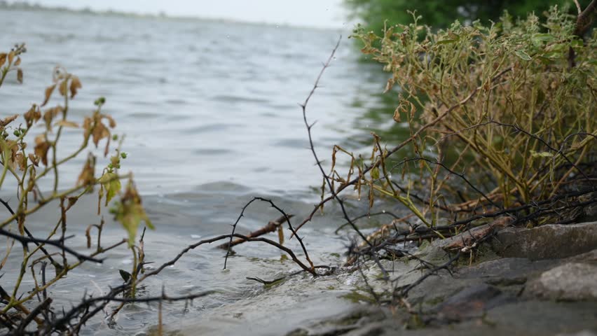 Natural Lakeshore with Green Shrubs and Tree Branches Along Calm Water, Scenic Rural Waterfront Landscape and Nature 4K Footage