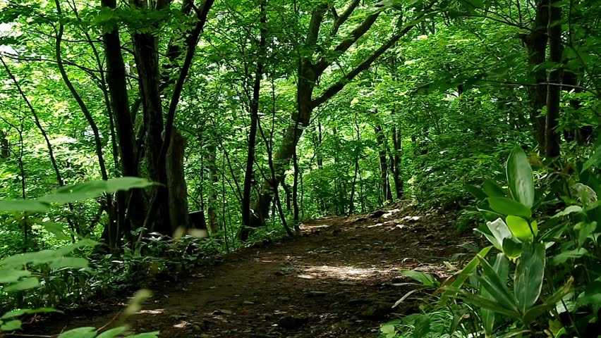 Mountain Path in the early Summer