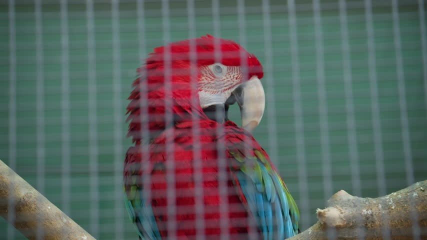 Close up of a vibrant red macaw parrot perched inside an aviary