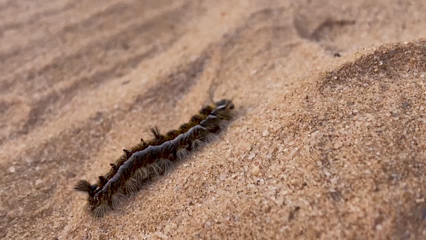 A close-up shot of a hairy caterpillar with brown and black patterns crawling across the textured sand in a desert environment.