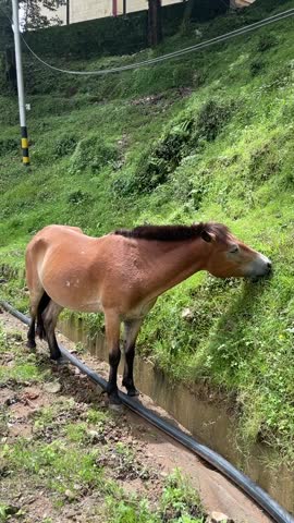 Brown horse eating grass on green hillside by concrete ditch dharamshala india