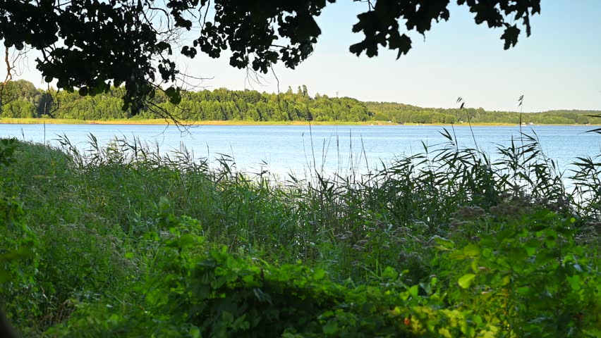 Summer landscape, lakeshore with vegetation, reeds, and trees.