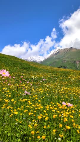 spring in the mountain forest with wild flowers 