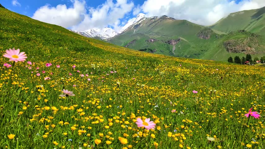 spring in the mountain forest with wild flowers 