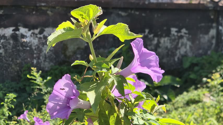 Purple Bush Morning Glory Flowers Blooming in Bright Sunlight with Flying Bee
