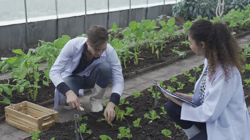 Scientists are examining produce in organic vegetable plots.