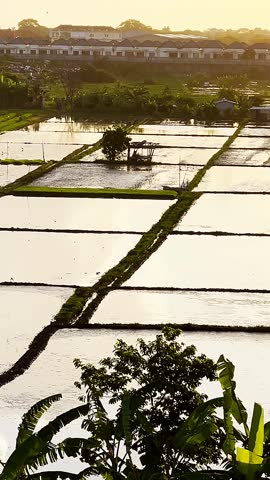 Sunset over rice paddies. Silhouettes of fields stretch toward the horizon.