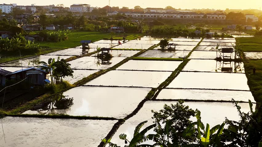 Sunset over rice paddies. Silhouettes of fields stretch toward the horizon.