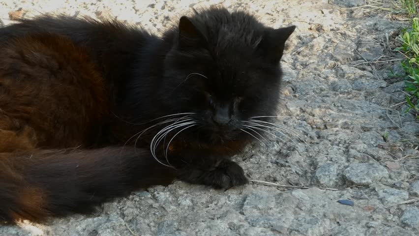 Static close up shot of a fluffy black cat lying down on stony ground outdoors in bright sunlight. The cat rests peacefully with eyes closed, showing prominent white whiskers. Natural light, calm atmosphere, no people.