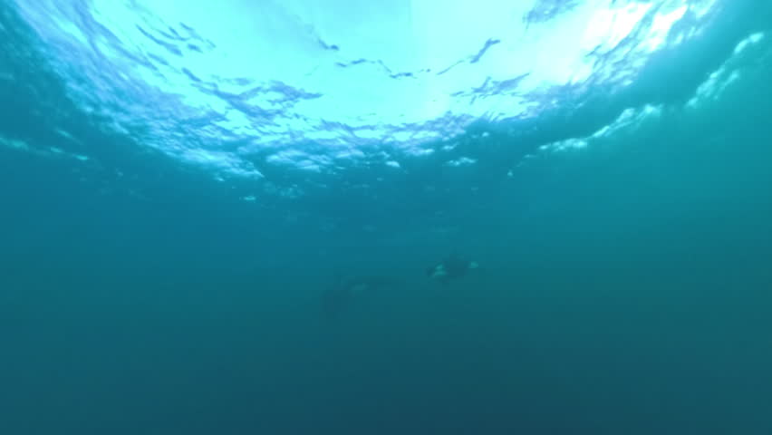 Two orcas swimming underwater near the surface during the annual herring run in northern Norway.

