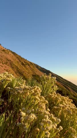 A scenic view of white edelweiss flowers growing across a mountain savanna, illuminated by warm sunlight against a clear blue sky and rugged hillside landscape.