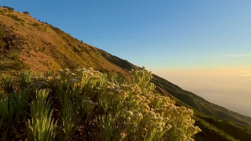 A scenic view of white edelweiss flowers growing across a mountain savanna, illuminated by warm sunlight against a clear blue sky and rugged hillside landscape.