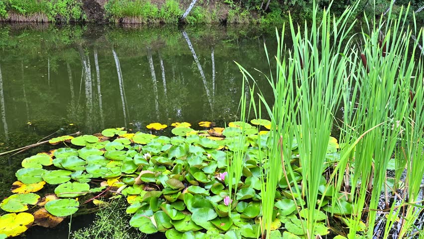 Tranquil surface of pond is covered with lush green water lily foliage, blooming pink water lilies, and reeds swaying in wind, natural wetland ecosystem.