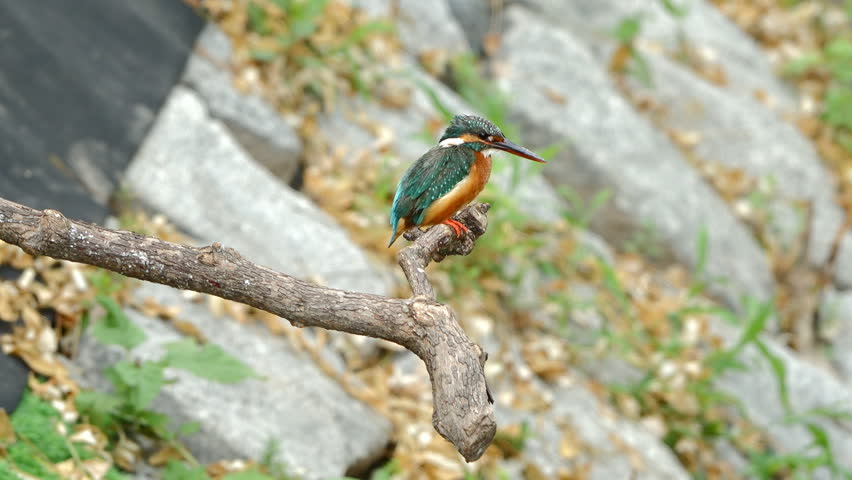 A close-up of a kingfisher standing on a branch, waiting to hunt.