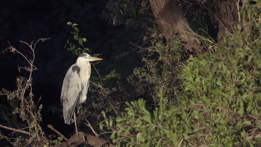 Grey Heron perches on tree branch against dark forest background