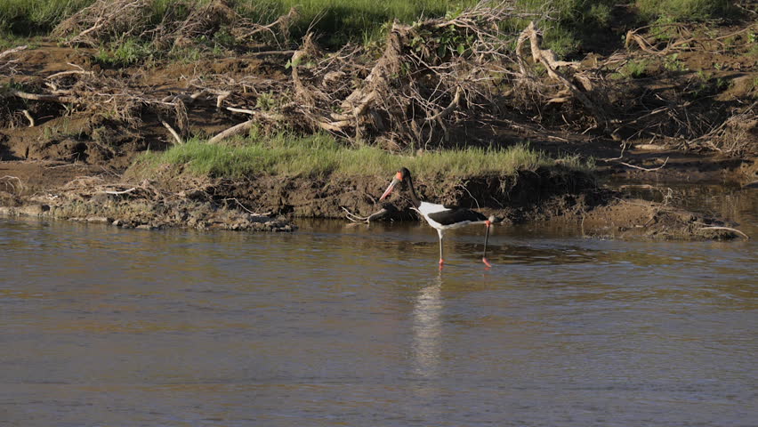 Camera pans with Saddle Billed Stork walking in river near shore