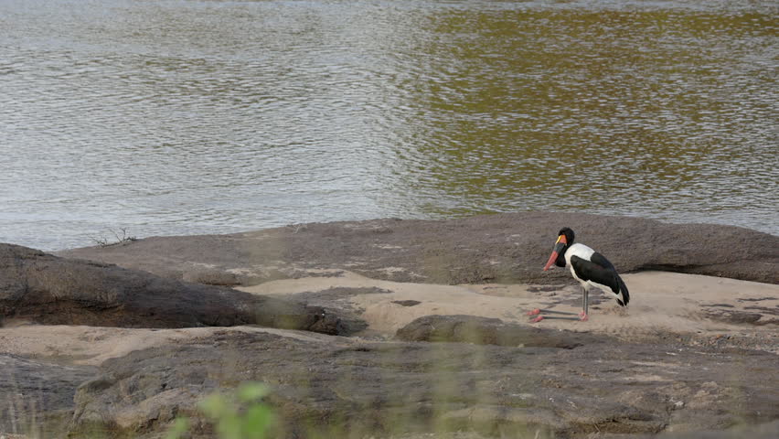 Saddle-billed Stork relaxes on sandy riverbank in Kruger National Park